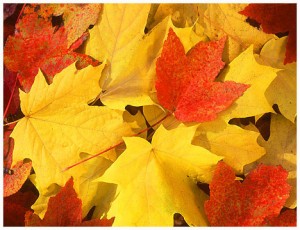 fall_leaves-13957