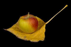 apple-harvest-autumn-leaf-james-bo-insogna
