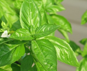 Fresh_Basil