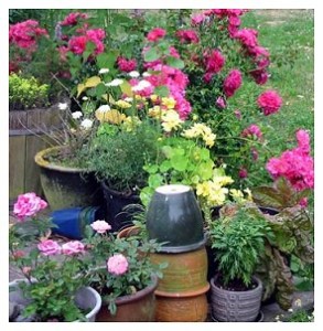 containergardenonsteps