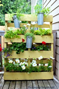 plants-in-a-pallet