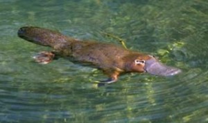 Platypus