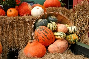 fall festivals